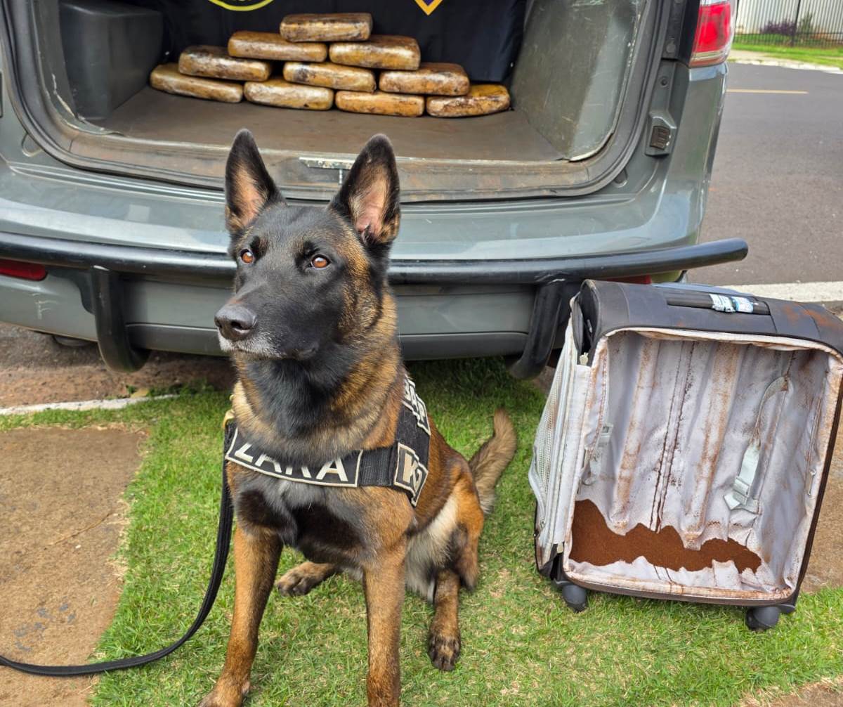 Equipe K9 do 13º BAEP apreende quase 11 kg de maconha em fiscalização na Rodoviária de Ourinhos