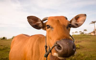 Boi gordo hoje: confira as cotações para esta quarta-feira (3)