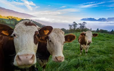 Boi gordo hoje: confira as cotações para esta sexta-feira (5)