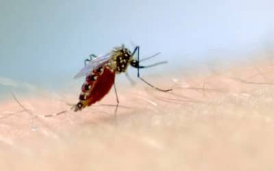 Preços de repelentes têm variação de até 110% entre sites de comércio online, segundo Procon-SP